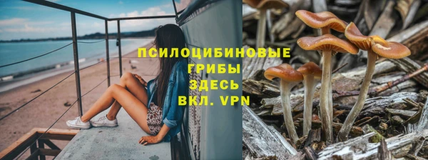 PSILOCYBIN Белокуриха